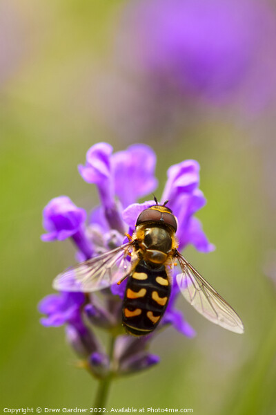 Hoverfly Pollinating Picture Board by Drew Gardner