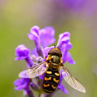 Buy canvas prints of Hoverfly Pollinating by Drew Gardner