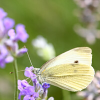 Buy canvas prints of Cabbage White Butterfly by Drew Gardner