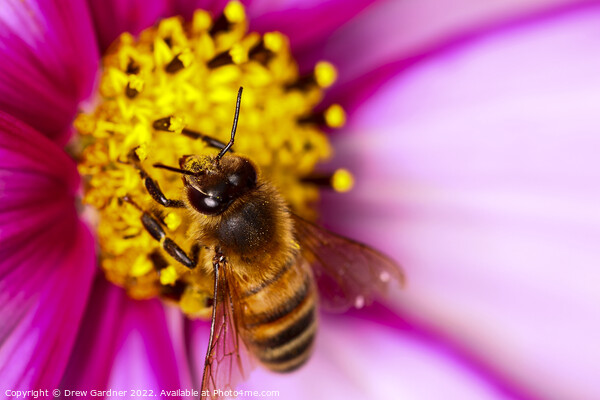 Bee Pollinating Cosmos Flower Picture Board by Drew Gardner