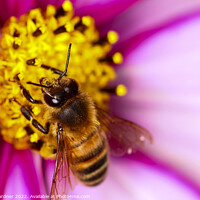 Buy canvas prints of Bee Pollinating Cosmos Flower by Drew Gardner