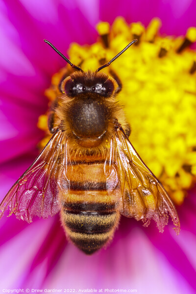 Bee Pollinating Cosmos Flower Picture Board by Drew Gardner