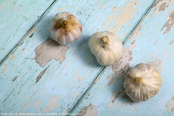 Garlic Picture Board by Drew Gardner