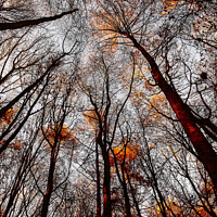 Buy canvas prints of Autumn Trees by Drew Gardner