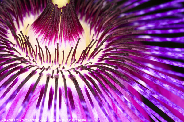Passion Flower Picture Board by Drew Gardner
