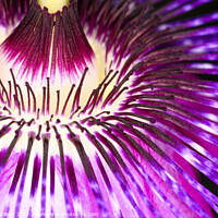 Buy canvas prints of Passion Flower by Drew Gardner