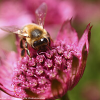 Buy canvas prints of Bee Pollinating  by Drew Gardner