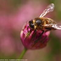 Buy canvas prints of Bee Pollinating by Drew Gardner