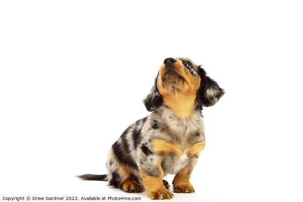 Puppy Dachshund  Picture Board by Drew Gardner