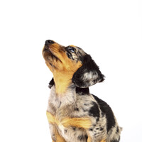 Buy canvas prints of Puppy Dachshund  by Drew Gardner