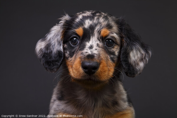 Puppy Dachshund  Picture Board by Drew Gardner