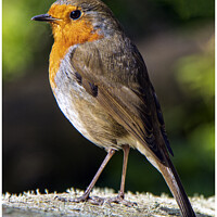 Buy canvas prints of Robin Posing   by Jimmy Thomson
