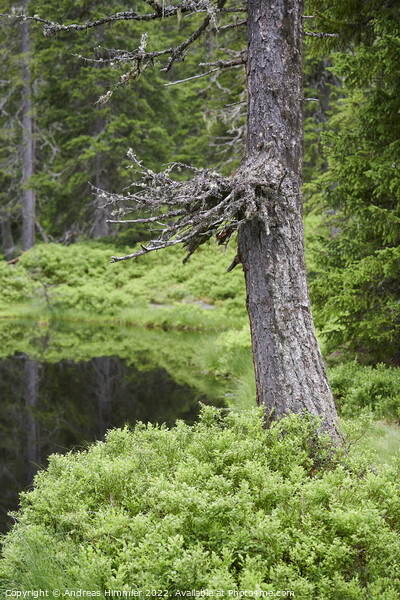Spruce trunk in the Rauris Virgin Forest Picture Board by Andreas Himmler