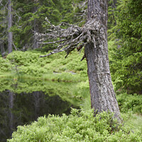Buy canvas prints of Spruce trunk in the Rauris Virgin Forest by Andreas Himmler
