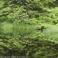 Buy canvas prints of Reflections in a moor pond by Andreas Himmler