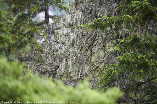 Beard lichen on an alpine spruce Picture Board by Andreas Himmler