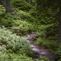 Buy canvas prints of Narrow path through the Rauris Virgin Forest by Andreas Himmler