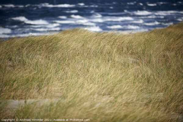 Beach grass, dune and sea waves Picture Board by Andreas Himmler