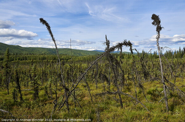 Black Spruce Trees at Granite Tors Trail Picture Board by Andreas Himmler