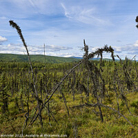 Buy canvas prints of Black Spruce Trees at Granite Tors Trail by Andreas Himmler