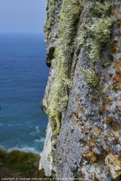 Lichens High Above the Pacific Picture Board by Andreas Himmler