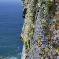 Buy canvas prints of Lichens High Above the Pacific by Andreas Himmler