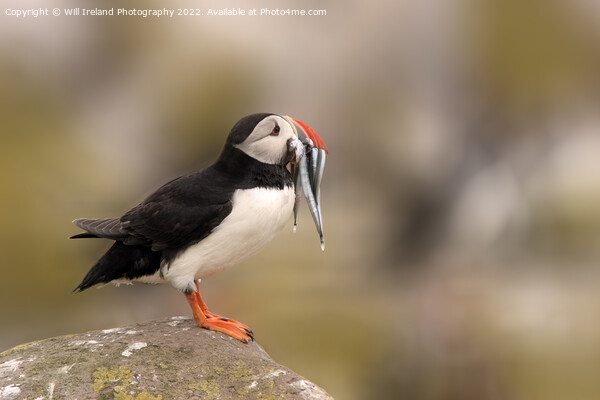 Puffin with Fish Picture Board by Will Ireland Photography