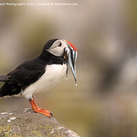 Buy canvas prints of Puffin with Fish by Will Ireland Photography