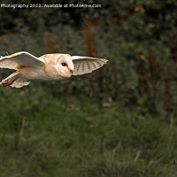 Buy canvas prints of Barn Owl in Flight by Will Ireland Photography
