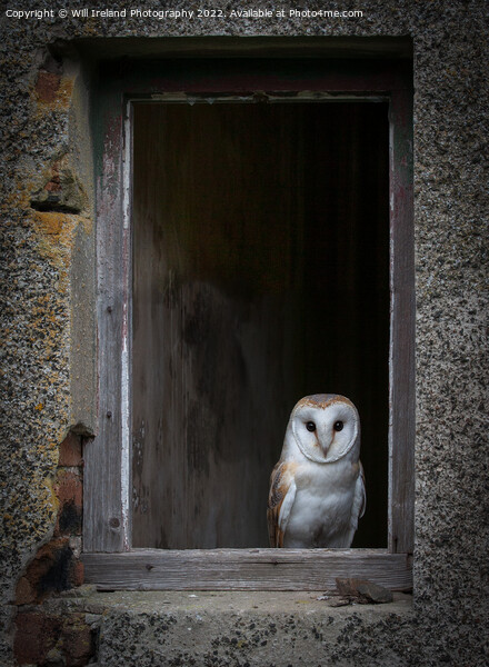 Barn Owl Picture Board by Will Ireland Photography