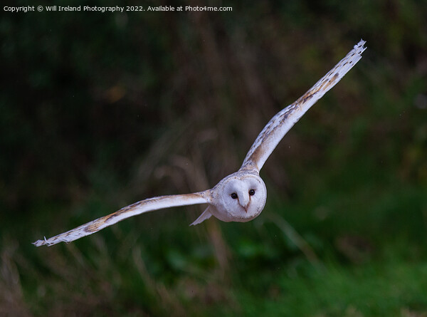 Barn Owl in Flight Picture Board by Will Ireland Photography