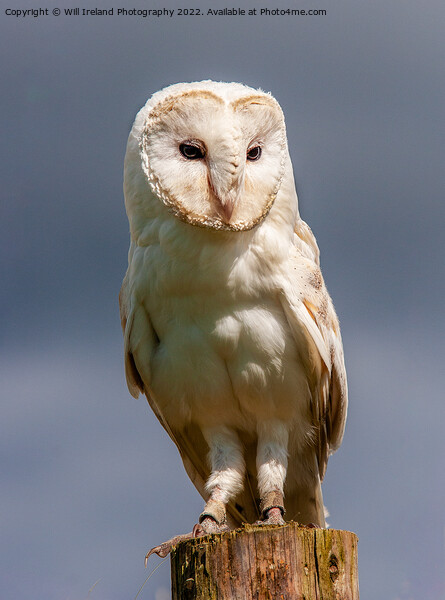 Barn Owl Portrait Picture Board by Will Ireland Photography