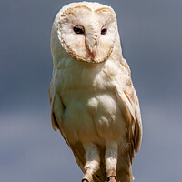 Buy canvas prints of Barn Owl Portrait by Will Ireland Photography