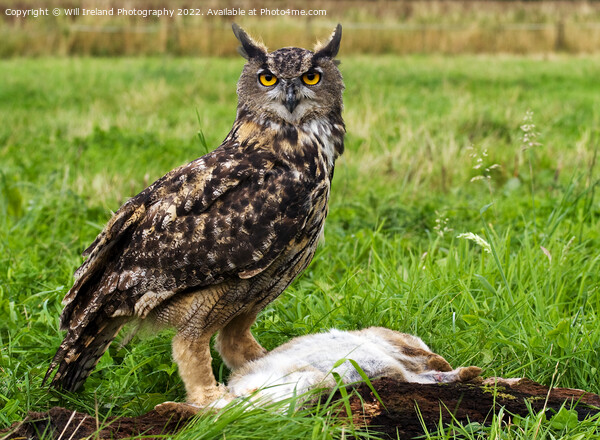 Eagle Owl with Prey Picture Board by Will Ireland Photography