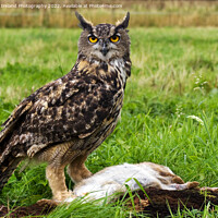 Buy canvas prints of Eagle Owl with Prey by Will Ireland Photography