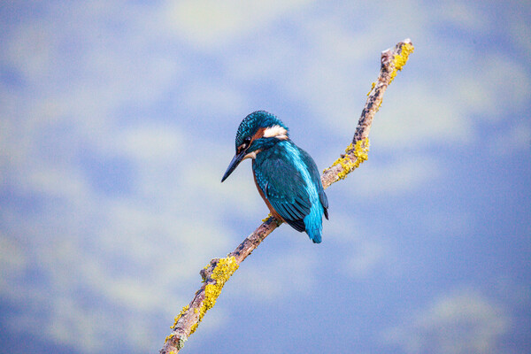 KingFisher Picture Board by Will Ireland Photography