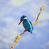 Buy canvas prints of KingFisher by Will Ireland Photography