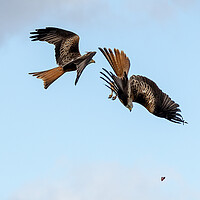 Buy canvas prints of Red Kites by Will Ireland Photography