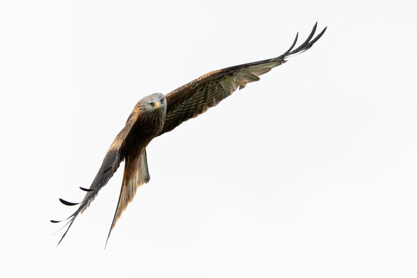 Red Kite in Flight Picture Board by Will Ireland Photography