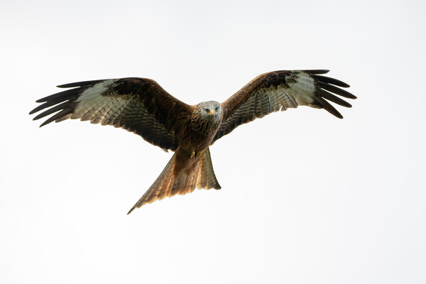 Red Kite Picture Board by Will Ireland Photography