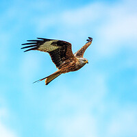 Buy canvas prints of Red Kite in Flight by Will Ireland Photography