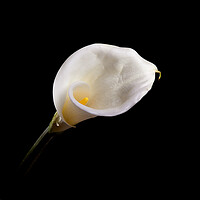 Buy canvas prints of Calla Lily Wall Art by Will Ireland Photography