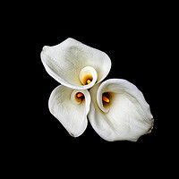 Buy canvas prints of Calla Lilies Wall Art by Will Ireland Photography