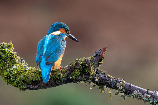 A Kingfisher sitting on a branch Picture Board by Will Ireland Photography