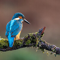 Buy canvas prints of A Kingfisher sitting on a branch by Will Ireland Photography