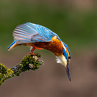 Buy canvas prints of A Kingfisher preparing to Dive for a Fish by Will Ireland Photography
