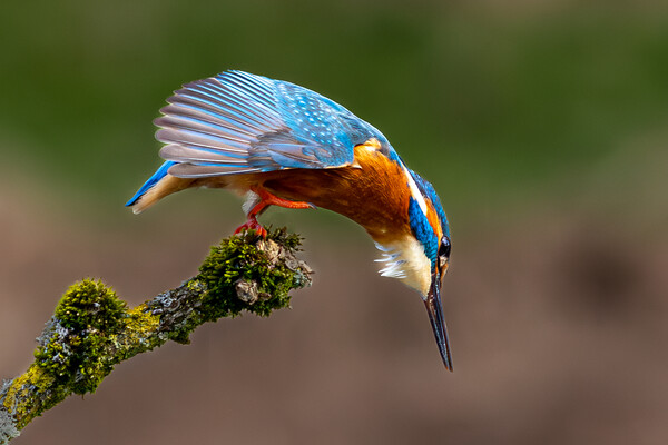 A Kingfisher preparing to Dive for a Fish Picture Board by Will Ireland Photography