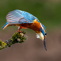 Buy canvas prints of A Kingfisher preparing to Dive for a Fish by Will Ireland Photography
