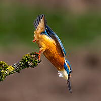 Buy canvas prints of A Kingfisher leaving the perch Dive for a Fish by Will Ireland Photography