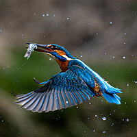 Buy canvas prints of Kingfisher Returning with Fish by Will Ireland Photography